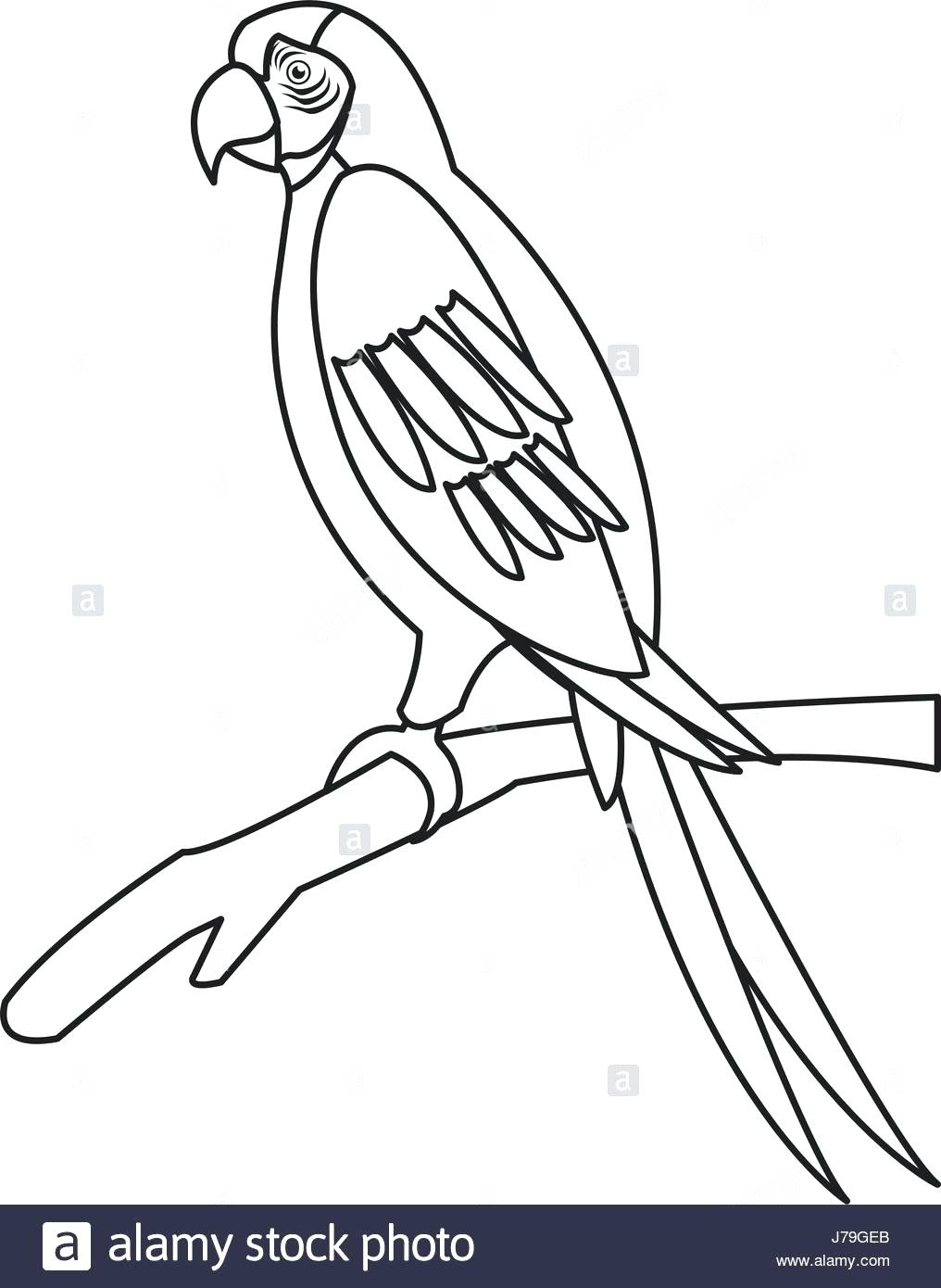 1016x1390 template bird outline template coloring pleasant parrot macaw - Parrot Drawing Outline