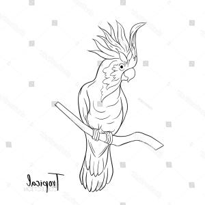 300x300 bird outline drawing sohadacouri - Parrot Drawing Outline