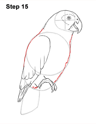 386x500 How To Draw An African Grey Parrot Video Step - Parrot Drawing Pictures