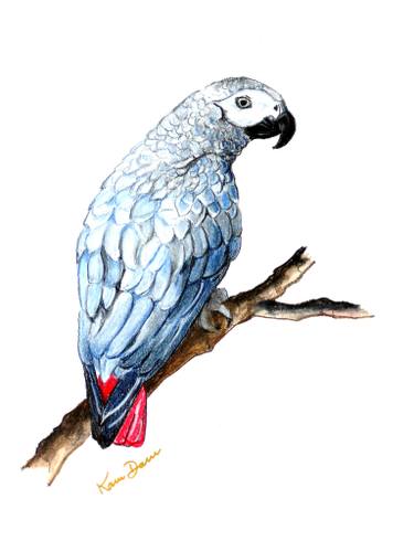 375x500 African Grey Parrot Drawing - Parrot Drawing Pictures