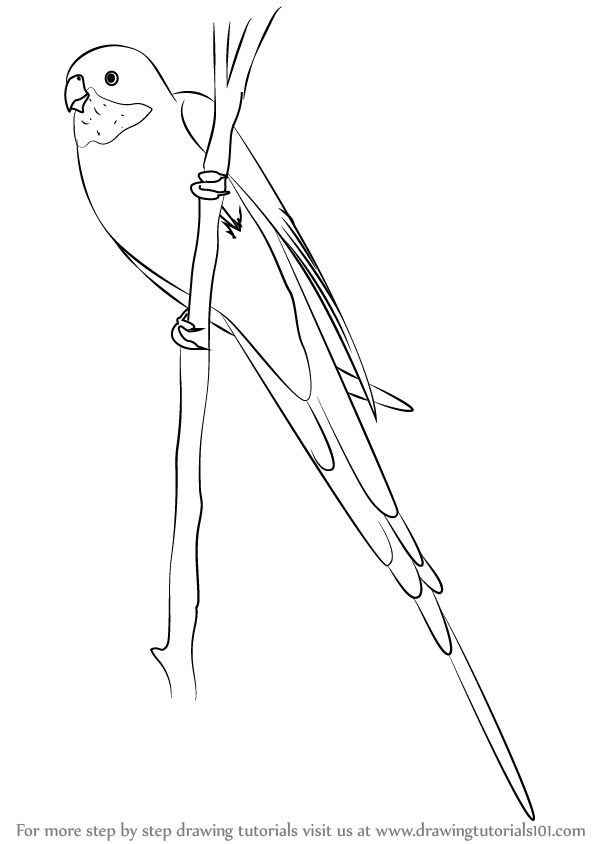 598x844 Learn How To Draw A Princess Parrot - Parrot Drawing Pictures