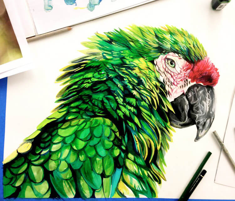 750x640 Parrot Color Drawing - Parrot Drawing Pictures
