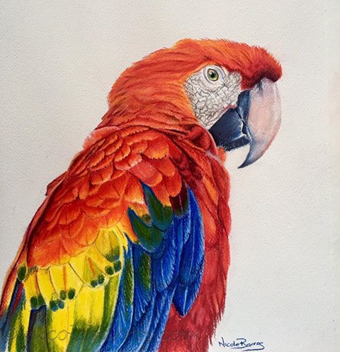 Parrot Drawing With Colour at PaintingValley.com | Explore collection ...
