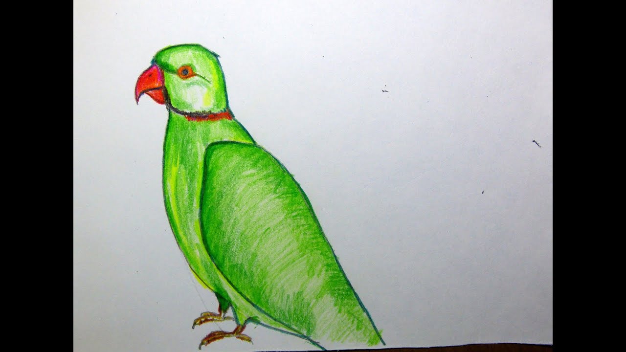 1280x720 How To Draw A Parrot With Colored Pencil - Parrot Drawing With Colour