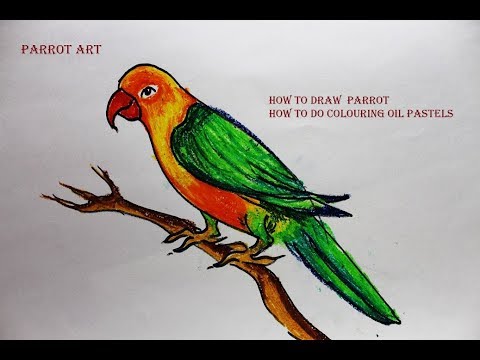 480x360 how to draw a parrot with marker pen and color pastel easily step - Parrot Drawing With Colour