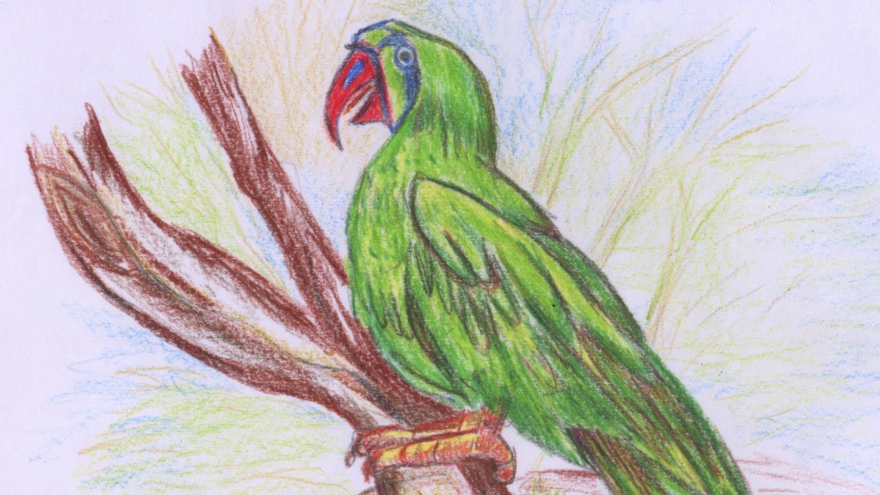 1280x720 How To Sketch A Beautiful Parrot - Parrot Drawing With Colour
