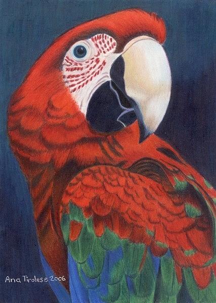 427x600 macaw parrot drawing - Parrot Drawing With Colour