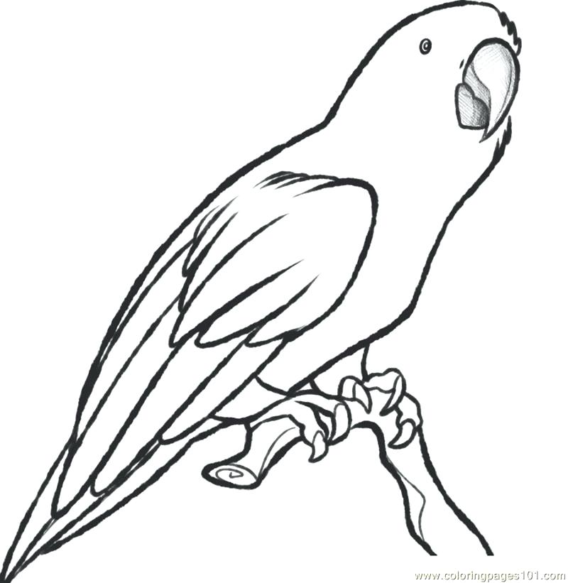 800x821 Parrot Coloring - Parrot Drawing With Colour