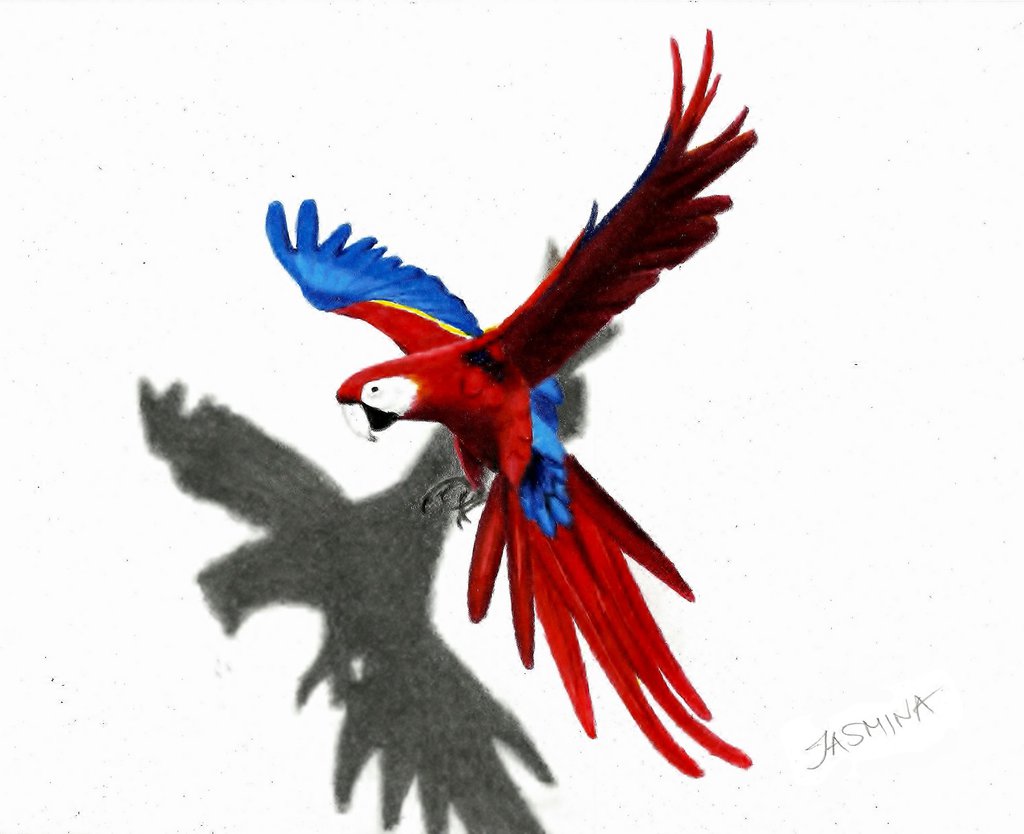 1024x834 parrot colour pencil drawing - Parrot Drawing With Colour