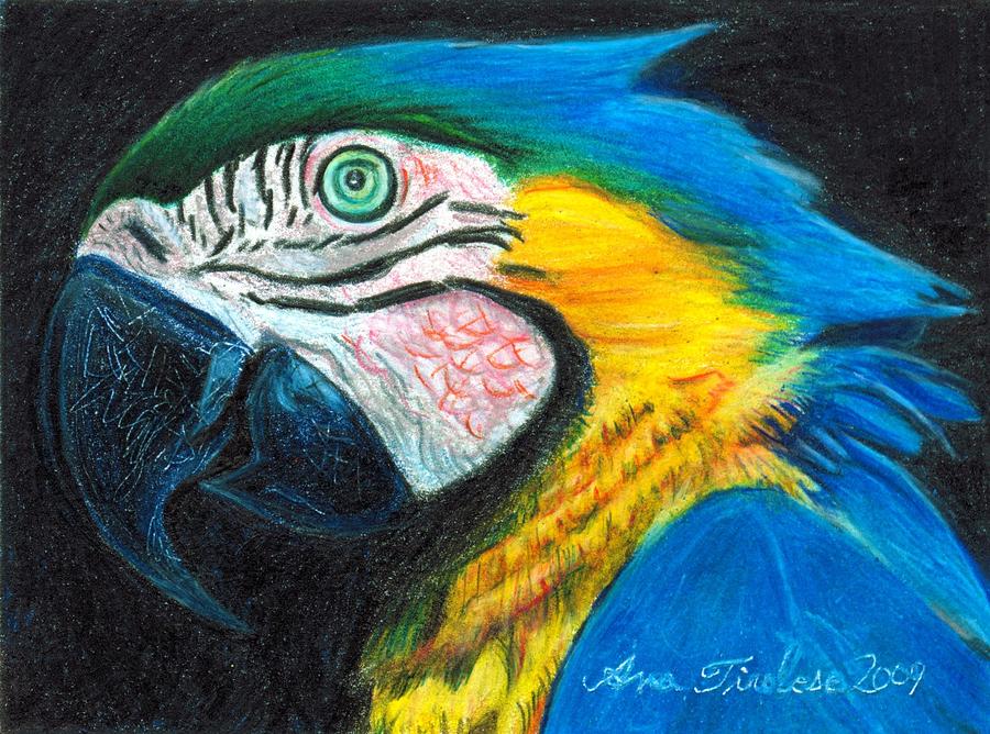 900x668 Parrot Miniature Drawing - Parrot Drawing With Colour