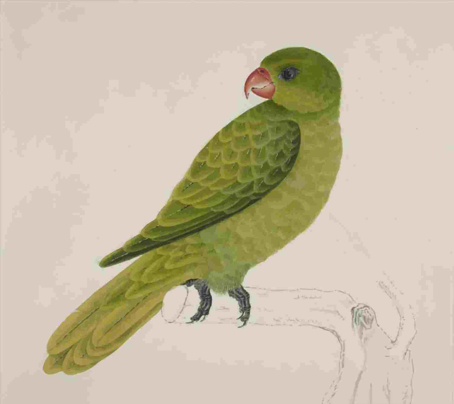 1501x1337 simple parrot drawing with colour - Parrot Drawing With Colour