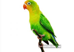 300x210 simple parrot drawing with colour to draw a cartoon parrot art - Parrot Drawing With Colour