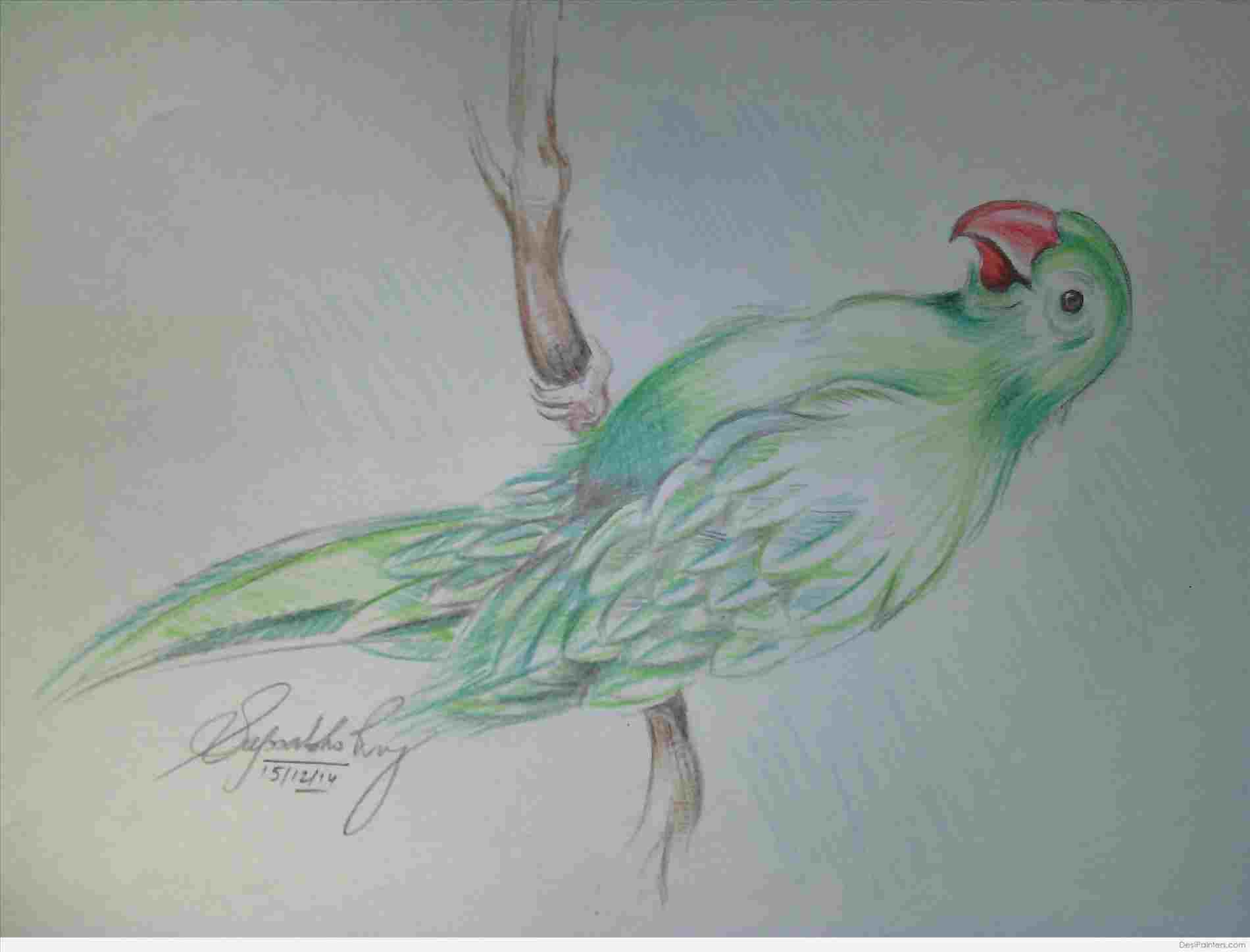 1900x1447 Pencil Sketching Rhdrawingslycom Color Of Parrot - Parrot Drawing With Colour