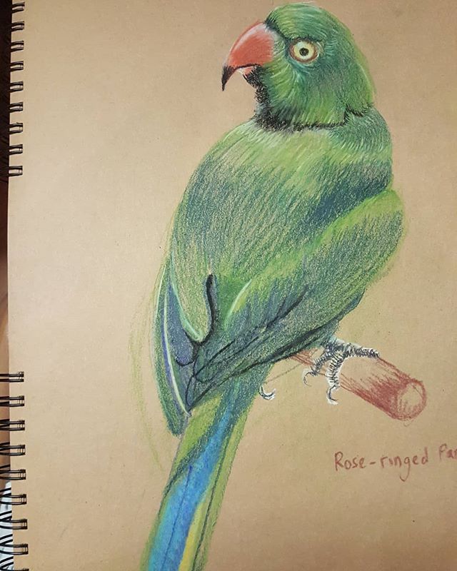 640x800 Another - Parrot Drawing With Colour