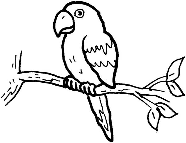 600x461 awesome pictures of parrots to color parrot drawing with colour - Parrot Drawing With Colour