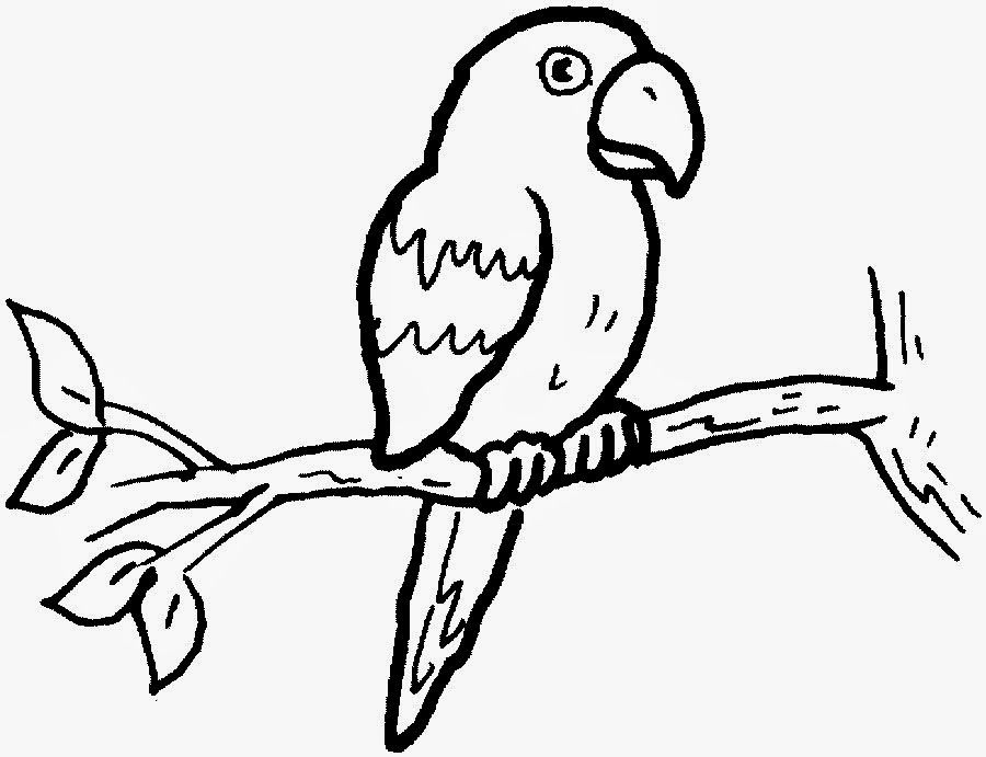 900x691 colours drawing wallpaper beautiful bird parrot coloring colour - Parrot Drawing With Colour
