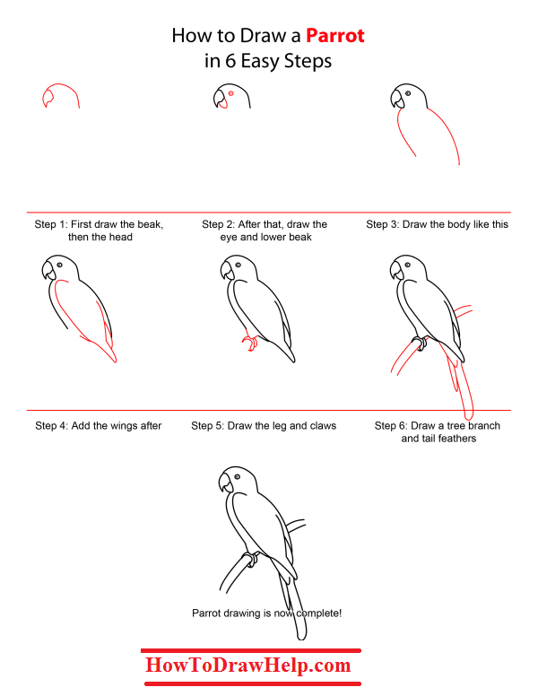 Parrot Easy Drawing at PaintingValley.com | Explore collection of ...