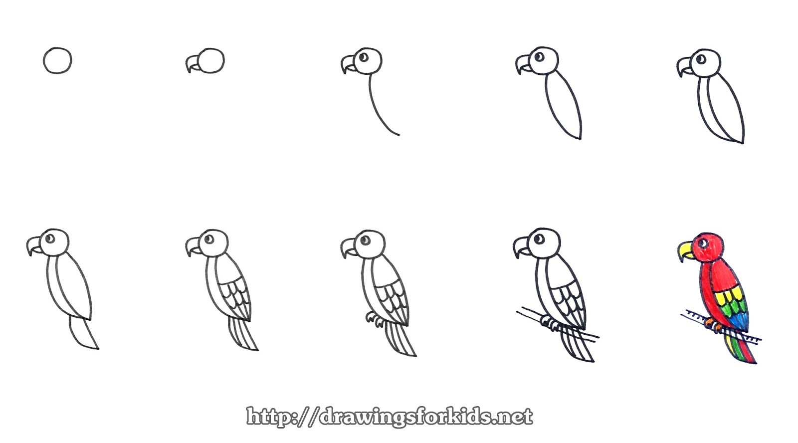 Steps To Draw A Parrot