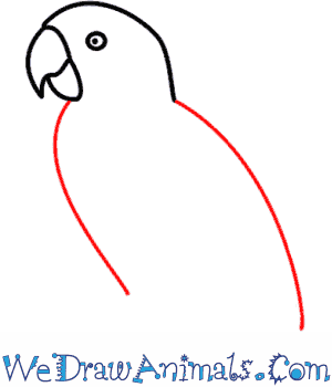 300x350 How To Draw A Parrot - Parrot Easy Drawing