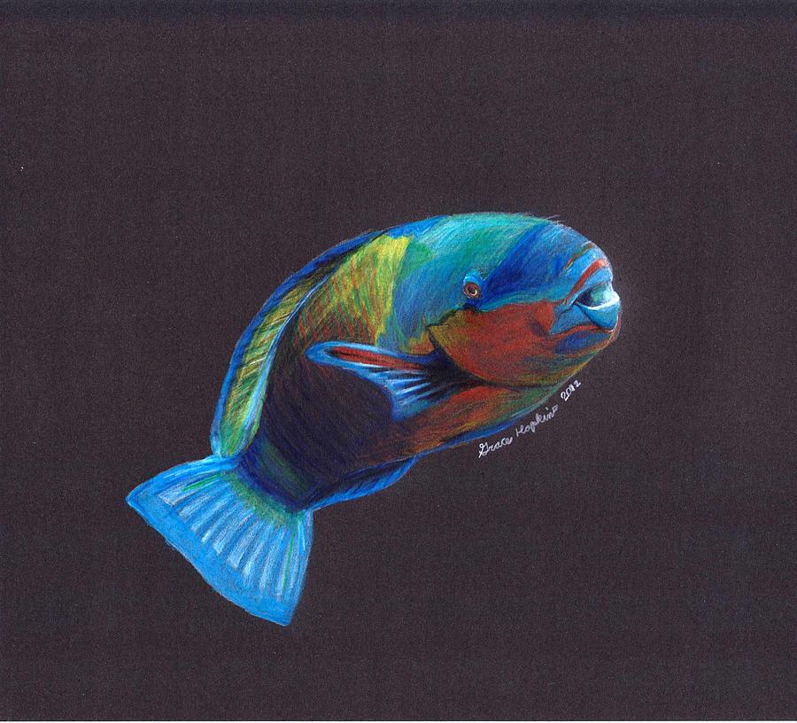 900x816 Parrot Fish Drawing - Parrot Fish Drawing