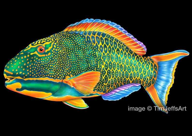 Parrot Fish Drawing at Explore collection of
