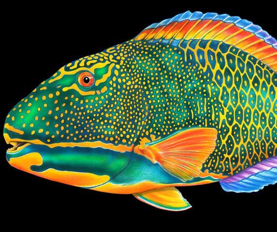 570x477 parrotfish colored pencil drawing in products pencil - Parrot Fish Drawing