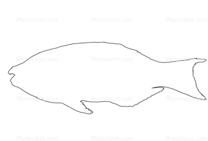 418x285 parrotfish outline, line drawing, shape images, photography, stock - Parrot Fish Drawing