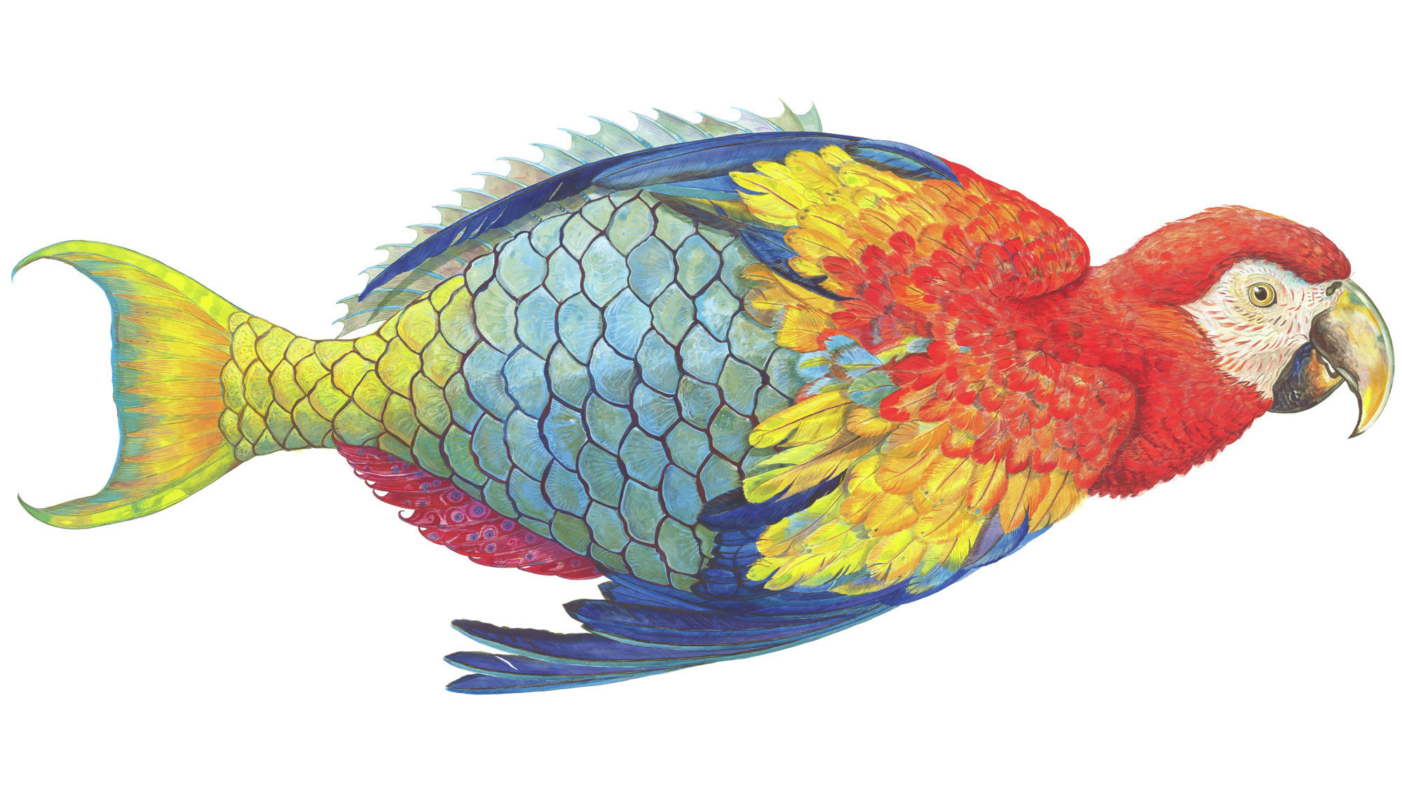2000x1123 a young artist finds solace in creatures of the sea and sky npr - Parrot Fish Drawing