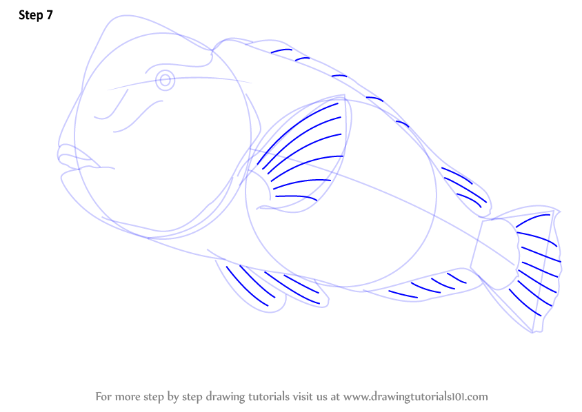 844x598 Step - Parrot Fish Drawing