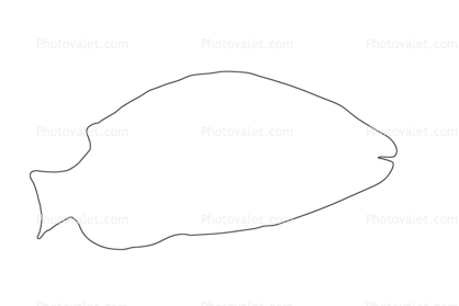 418x279 Stoplight Parrotfish Outline, Line Drawing, Shape Images - Parrot Fish Drawing