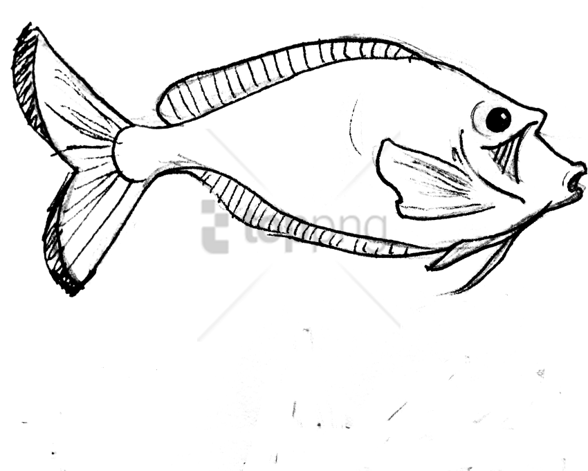 850x681 parrot fish line art png image with transparent background toppng - Parrot Fish Drawing