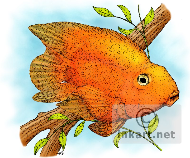 Parrot Fish Drawing at Explore collection of