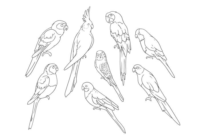 700x490 Free Hand Drawing Parrots Vector - Parrot For Drawing