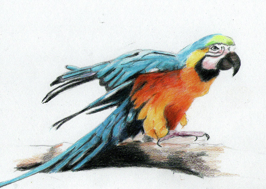 900x639 Parrot Drawing - Parrot For Drawing