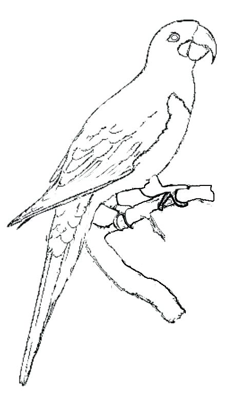 462x771 macaw drawing parrot for free download - Parrot For Drawing