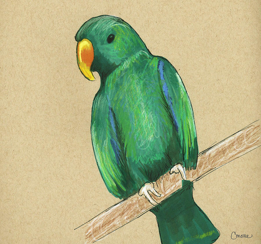 900x844 Parrot Study Drawing - Parrot For Drawing
