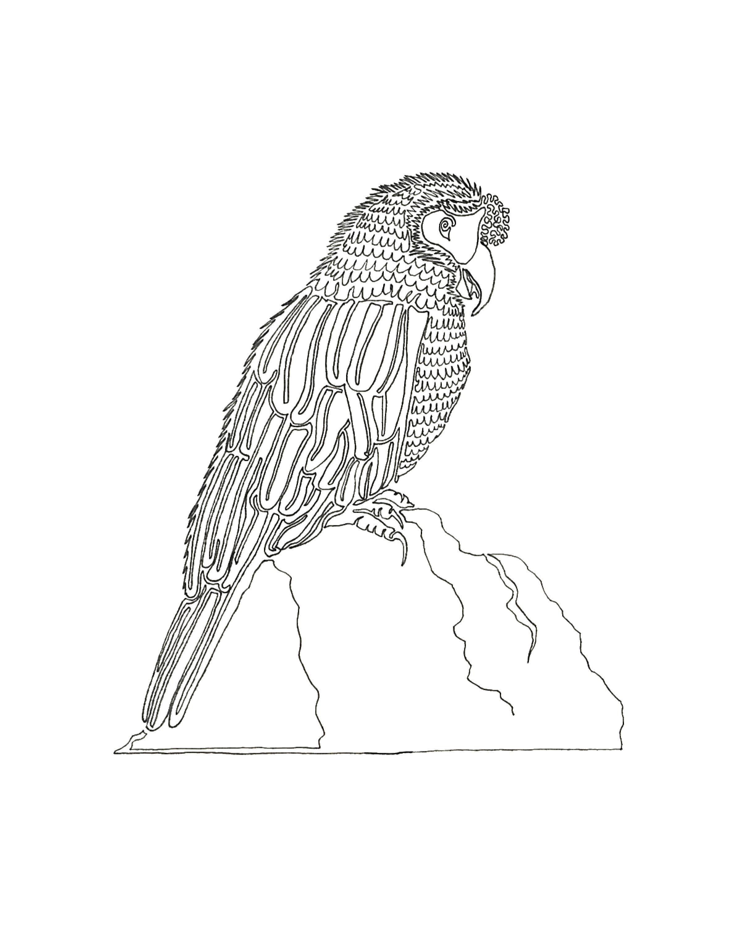 Parrot Line Drawing at Explore collection of