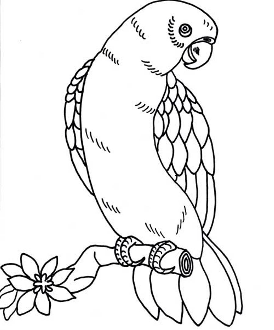 900x1084 Parrot Clipart Line Art - Parrot Line Drawing