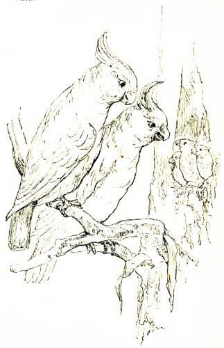 323x500 Parrot Family Drawing - Parrot Line Drawing