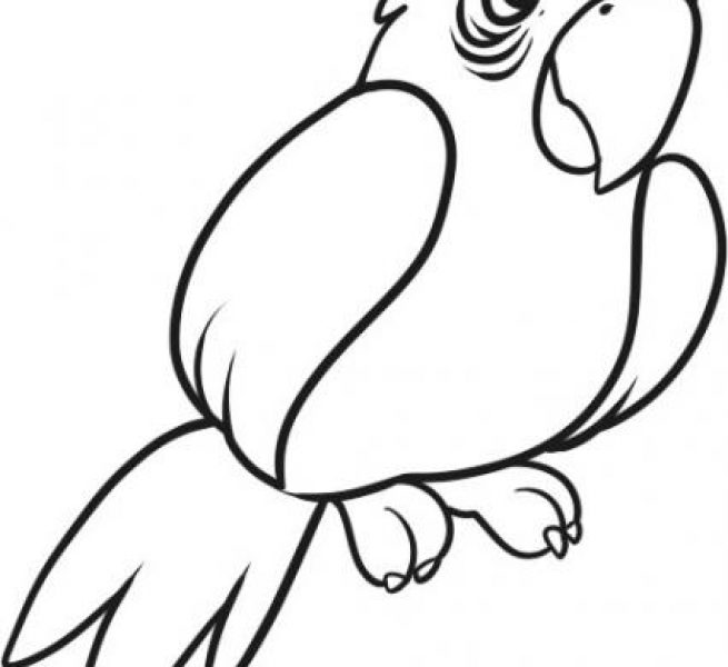 Parrot Line Drawing at PaintingValley.com | Explore collection of