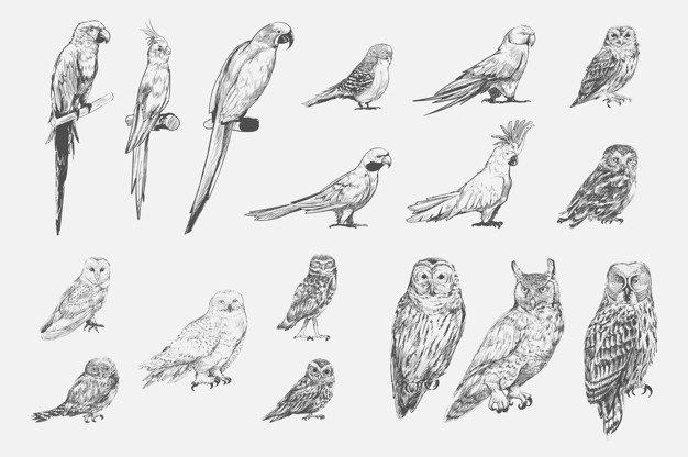 626x416 Parrot Vectors, Photos And Free Download - Parrot Line Drawing
