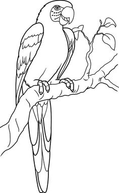 236x380 steps to draw a parrot how to draw a parrot - Parrot Line Drawing