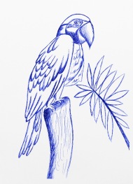 190x263 Parrot Line Drawing - Parrot Line Drawing