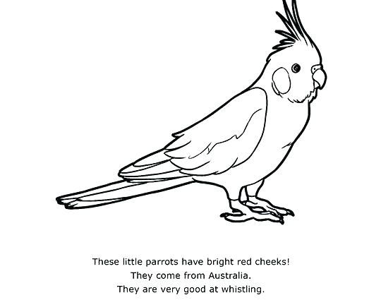 540x425 coloring pages for adults flowers pdf halloween parrot line - Parrot Line Drawing