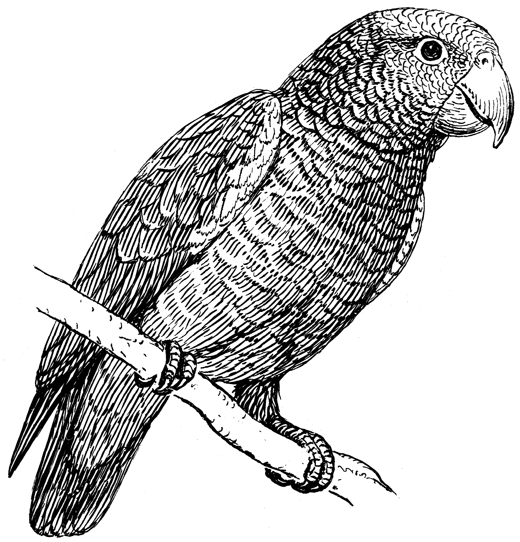 1727x1802 Fileparrot - Parrot Line Drawing