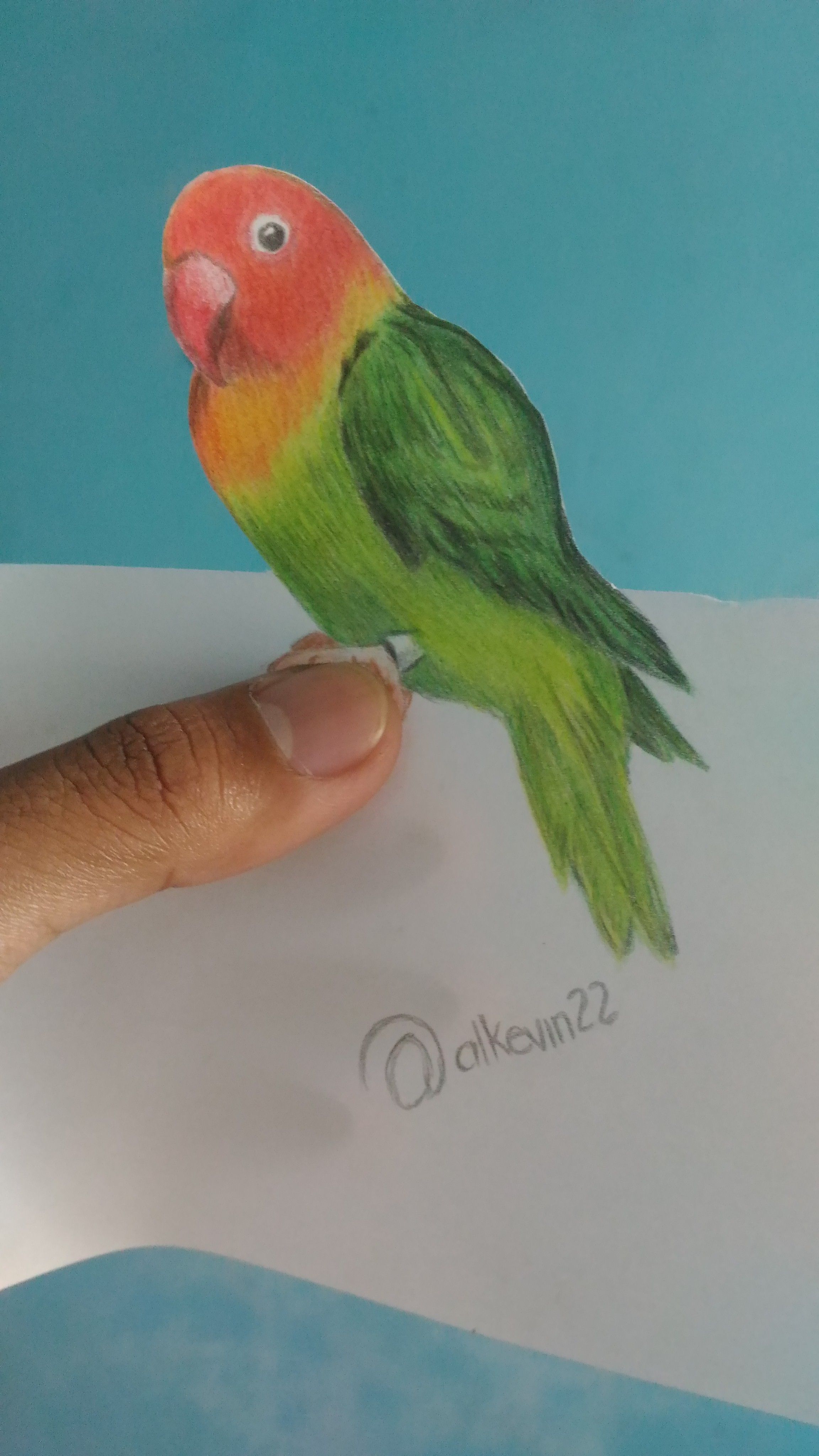 2304x4096 Parrot Color Pencil Drawing Steemit - Parrot Pencil Drawing