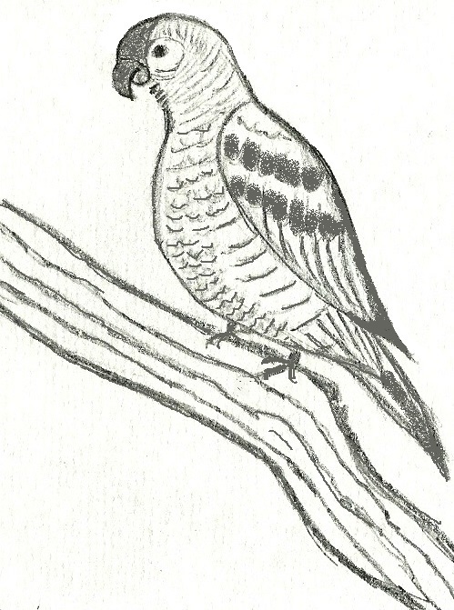 499x671 Drawing Pencils Parrot For Free Download - Parrot Pencil Drawing