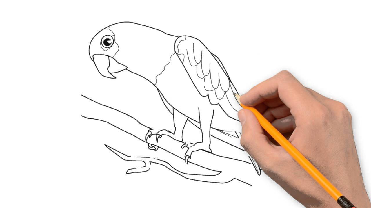 1280x720 Parrot Animals Pencil To Draw Step - Parrot Pencil Drawing