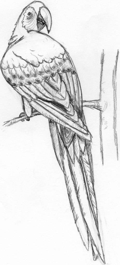 464x1024 pencil drawings of parrots parrot drop of water on newgrounds - Parrot Pencil Drawing