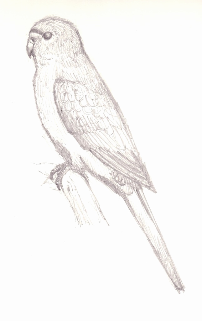 645x1024 pencil sketch of parrot lovely red parrot drawing - Parrot Pencil Drawing